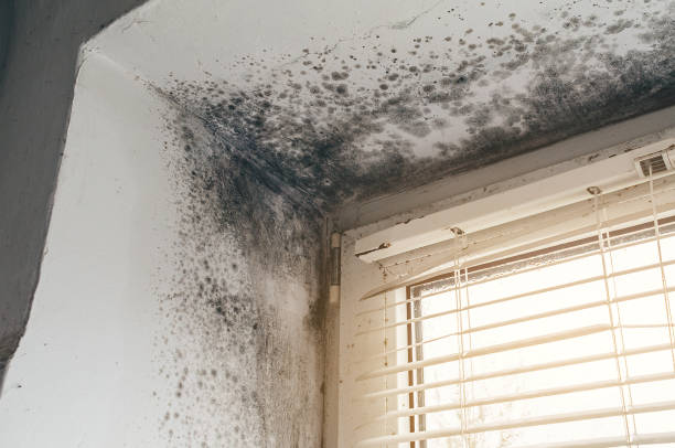 Affordable Mold Cleanup solutions in Fort Lee, NJ