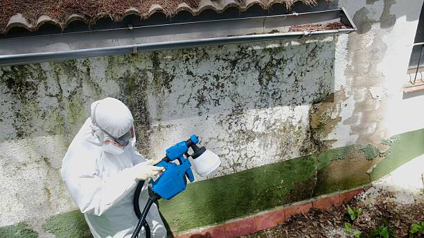 Trusted Attic Mold Removal service in Fort Lee, NJ - Cheap Mold Removal